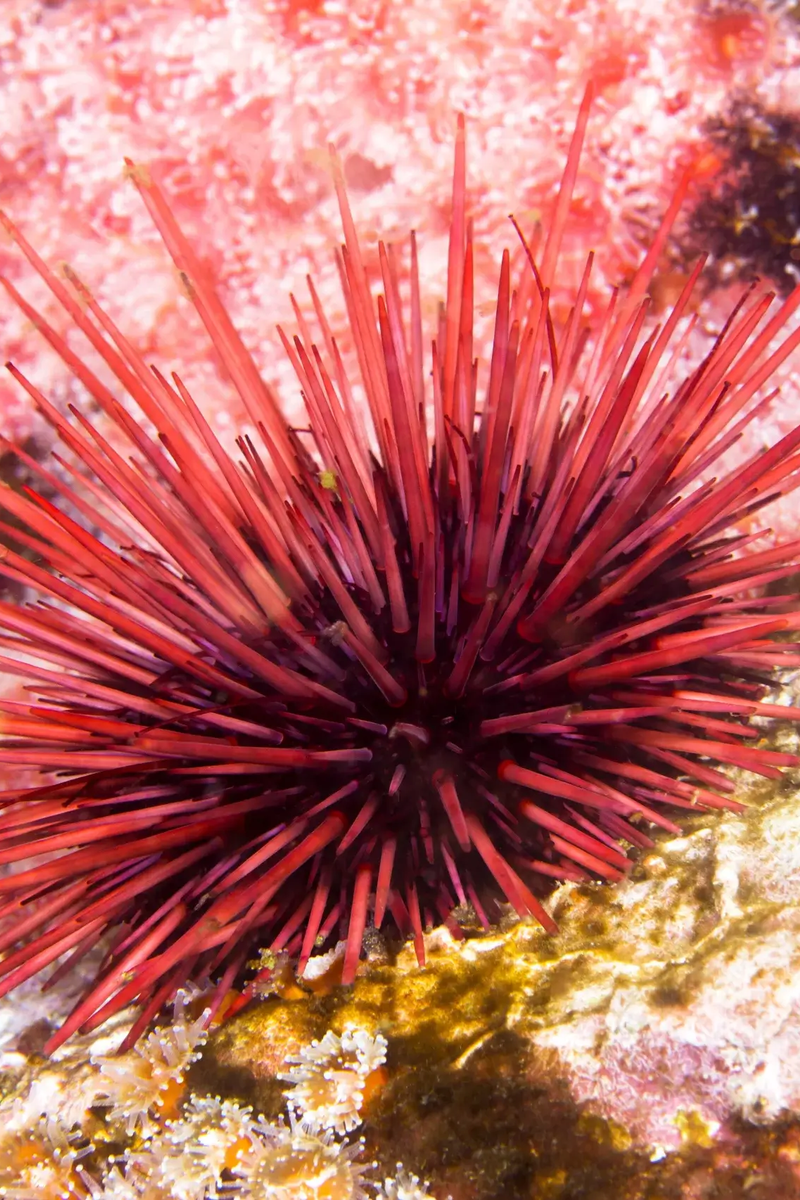 douleurs premier jour de règles